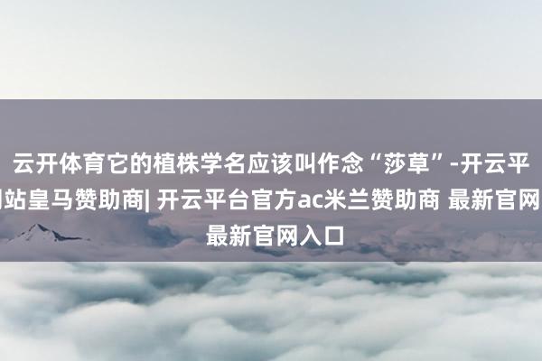 云开体育它的植株学名应该叫作念“莎草”-开云平台网站皇马赞助商| 开云平台官方ac米兰赞助商 最新官网入口
